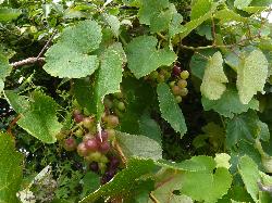 Image: David Glenny © Landcare Research 